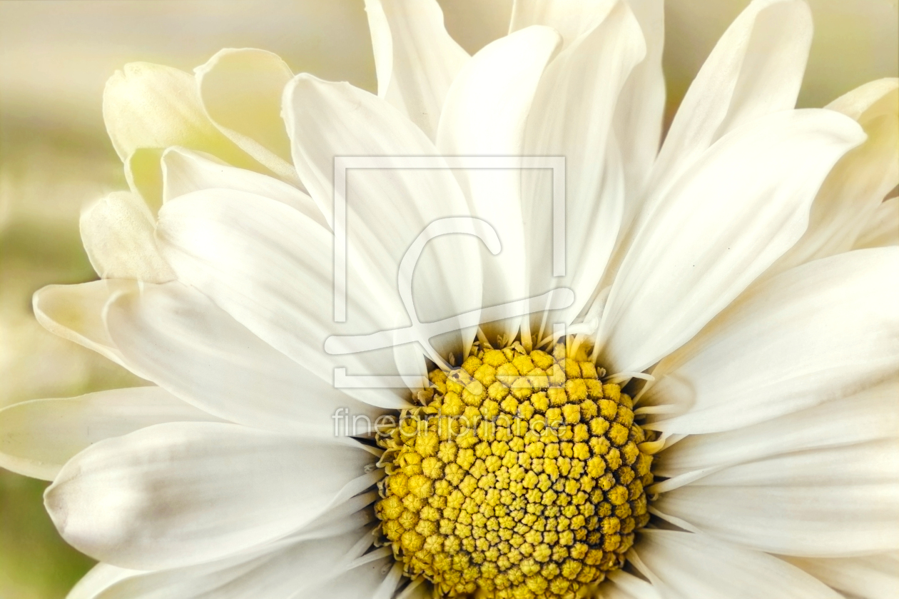 Bild-Nr.: 12822303 White Flower erstellt von Michael Josef Michael Fendt