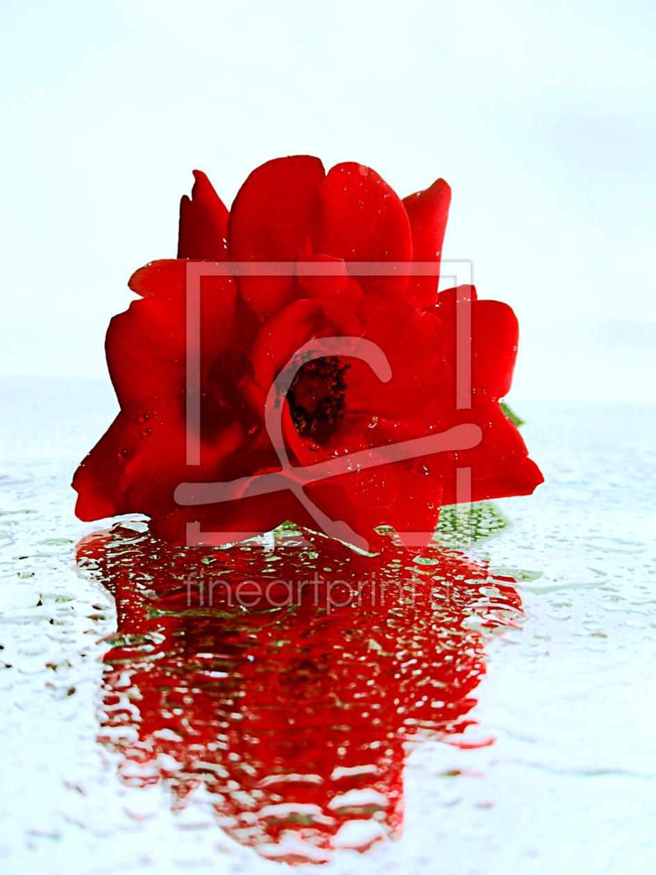 Bild-Nr.: 9871754 rote Rose erstellt von naliha