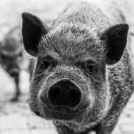 Pig Portrait/10961631